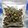 STANKY_LoudPaks