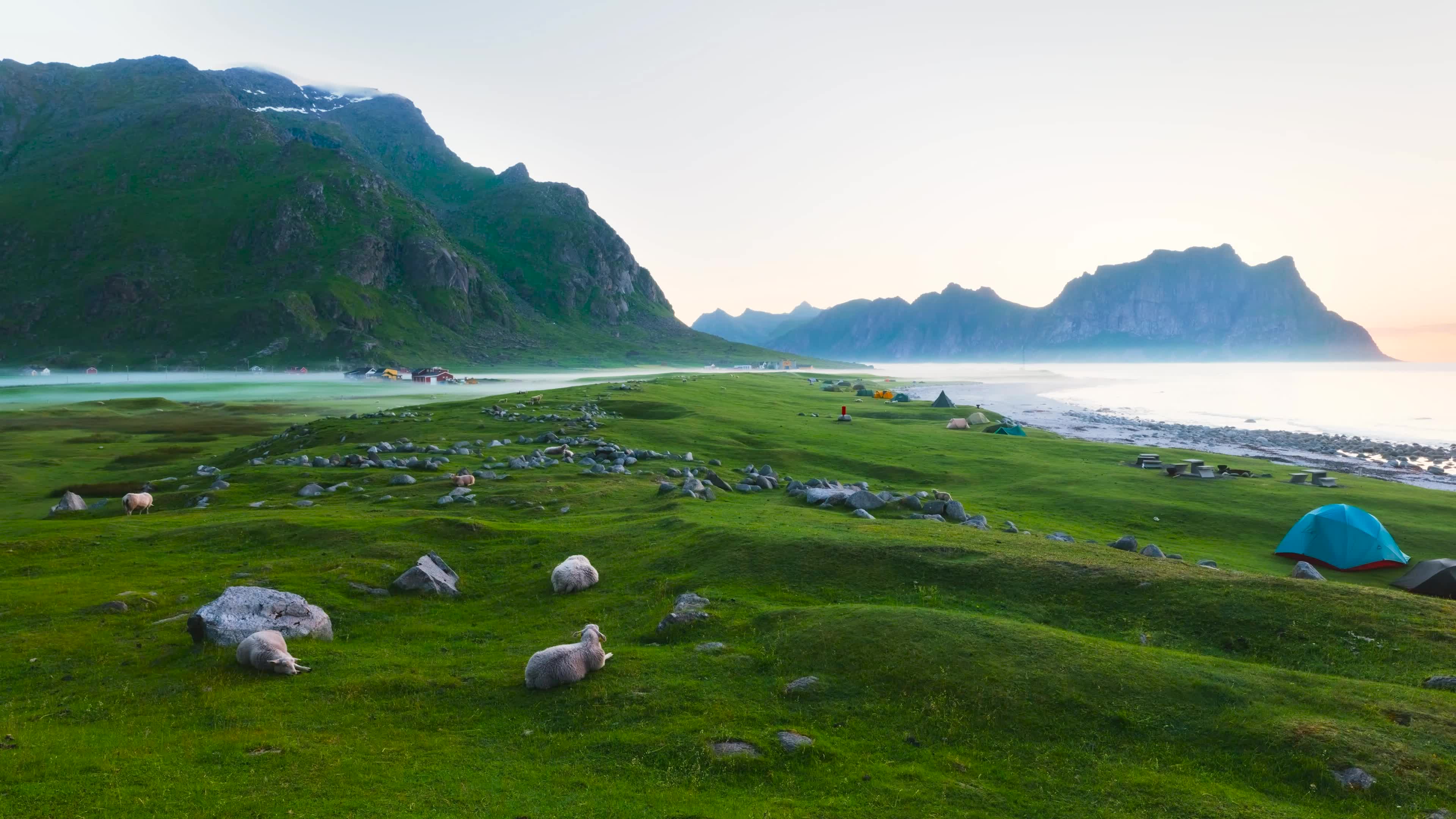 高山海边草地羊羔