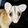 Opossum Caluromys Philander