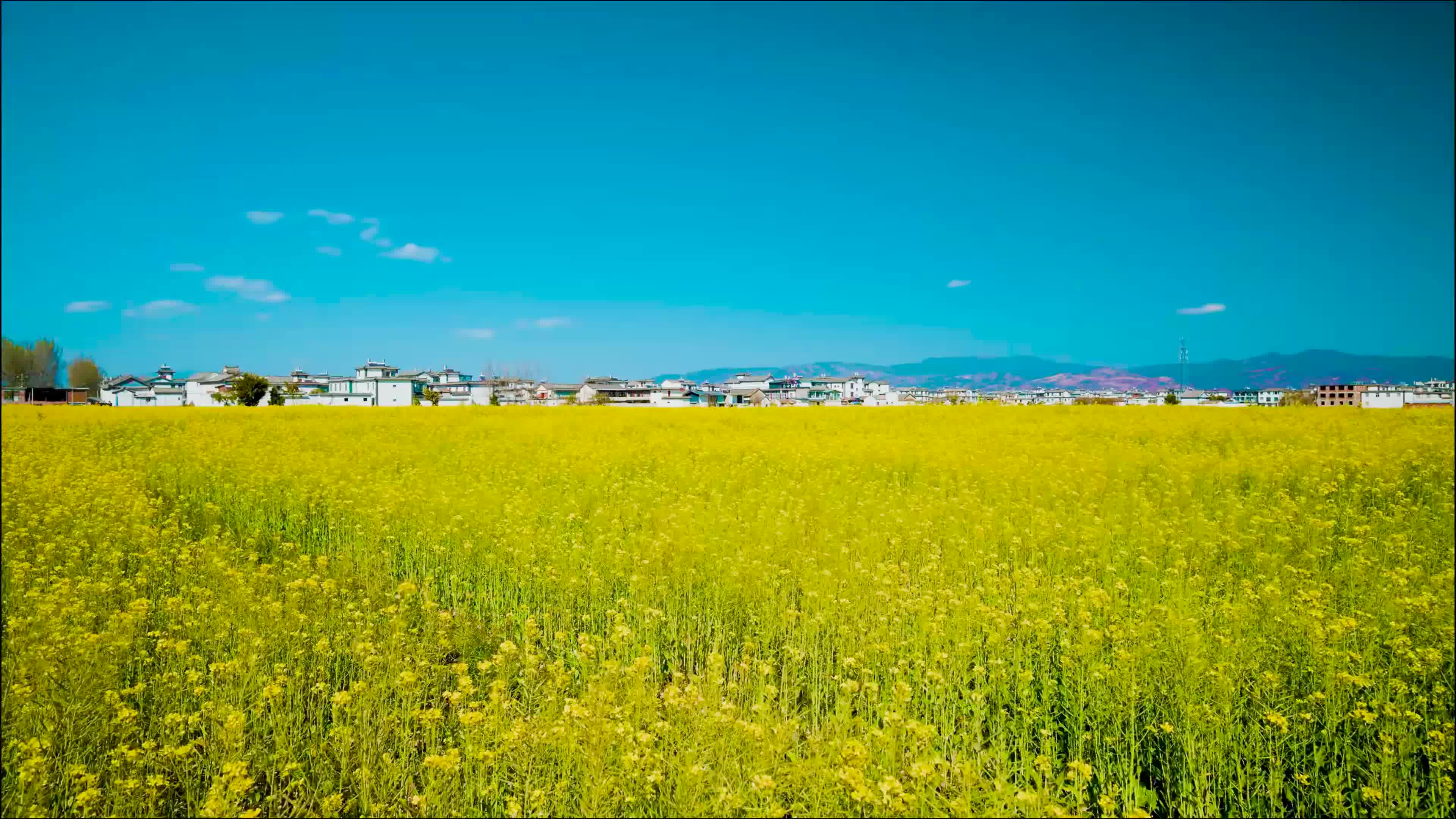 春天乡村油菜花