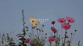 娇嫩的花朵