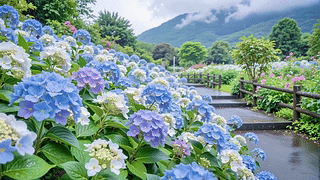 护眼雨天绣球花