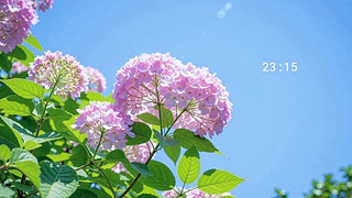 蓝天下绣球花
