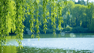 护眼湖面垂柳