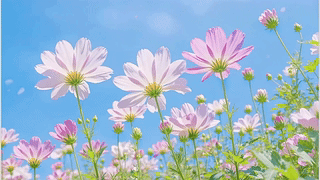 粉白菊的晴空