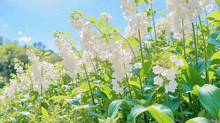 蓝天护眼白色小花田