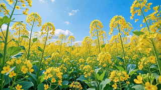 织春油菜花