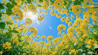 报春油菜花