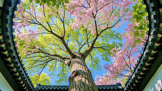 檐角望春 花枝入画