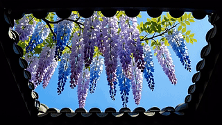唯美古风紫藤花影