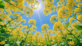 油菜花海里的限定阳光