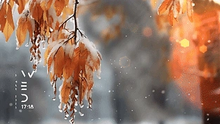 《初雪覆盖的秋日落叶》 动态壁纸 | 作者：SalyutSash