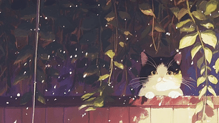 太阳雨下的小猫咪