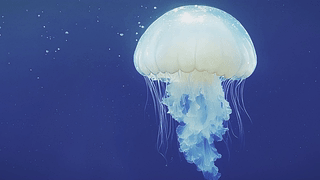 湛蓝大海里的水母