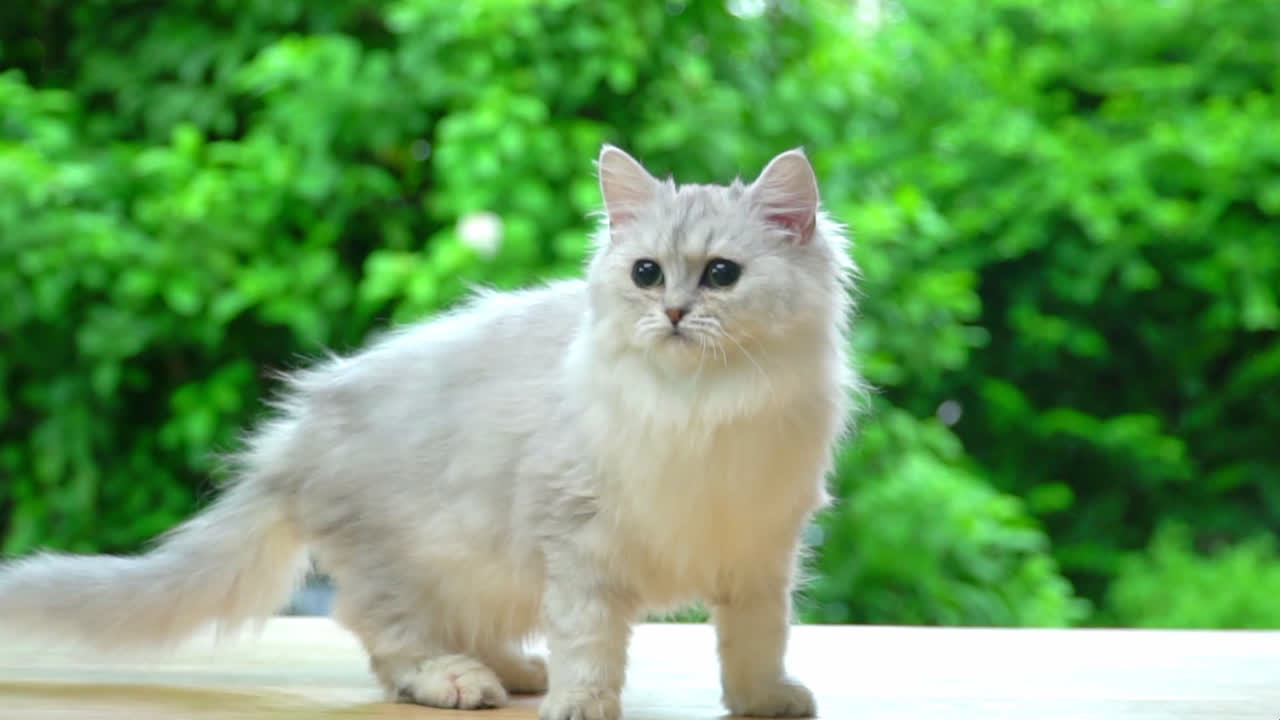 波斯猫