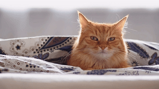 慵懒猫咪
