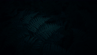 蕨类植物