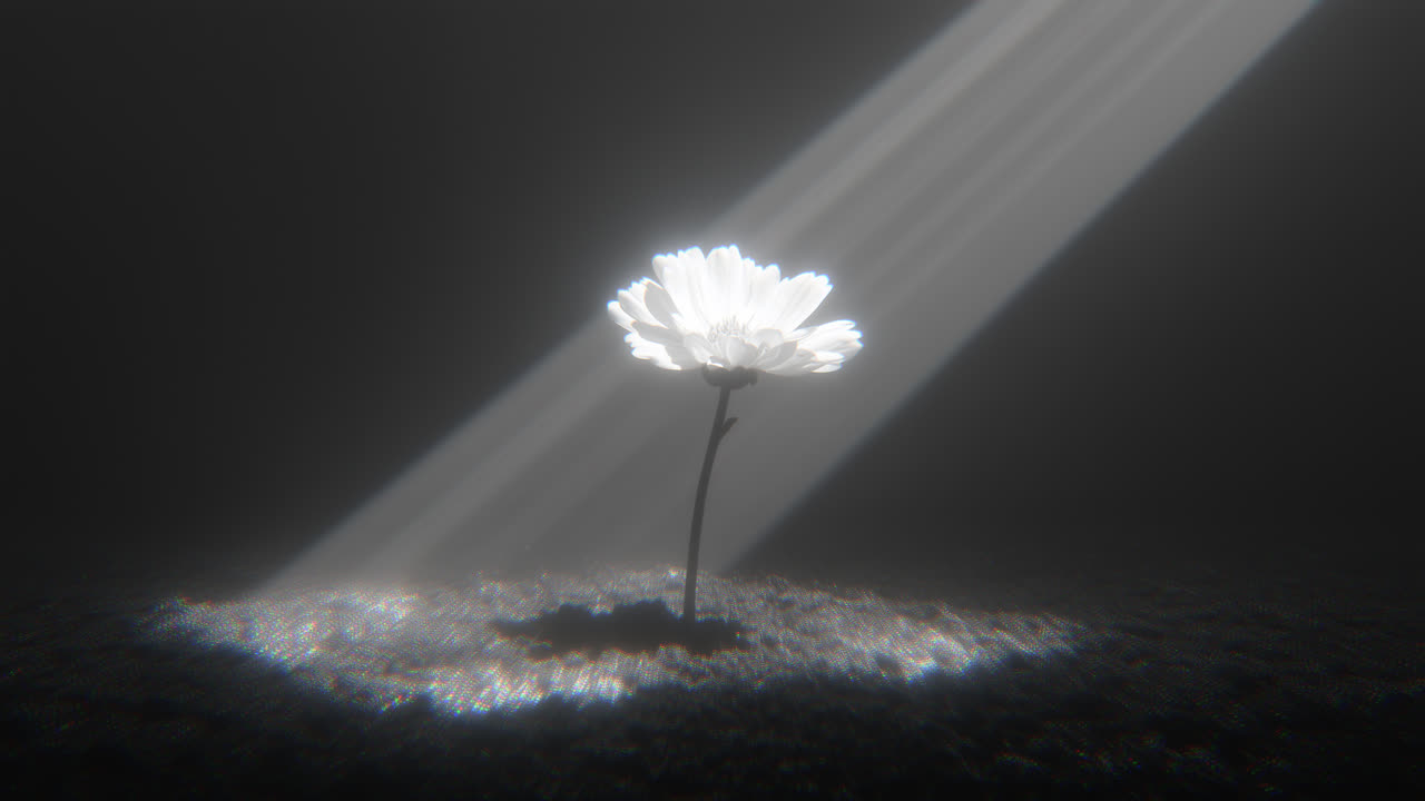 YessirSupra-超跑 雏菊花