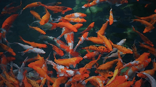 止水静观
