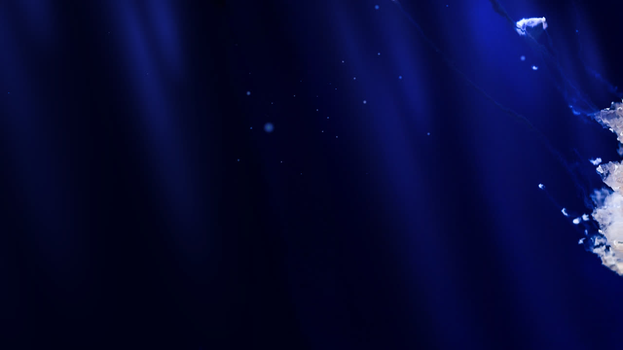 游动的水母