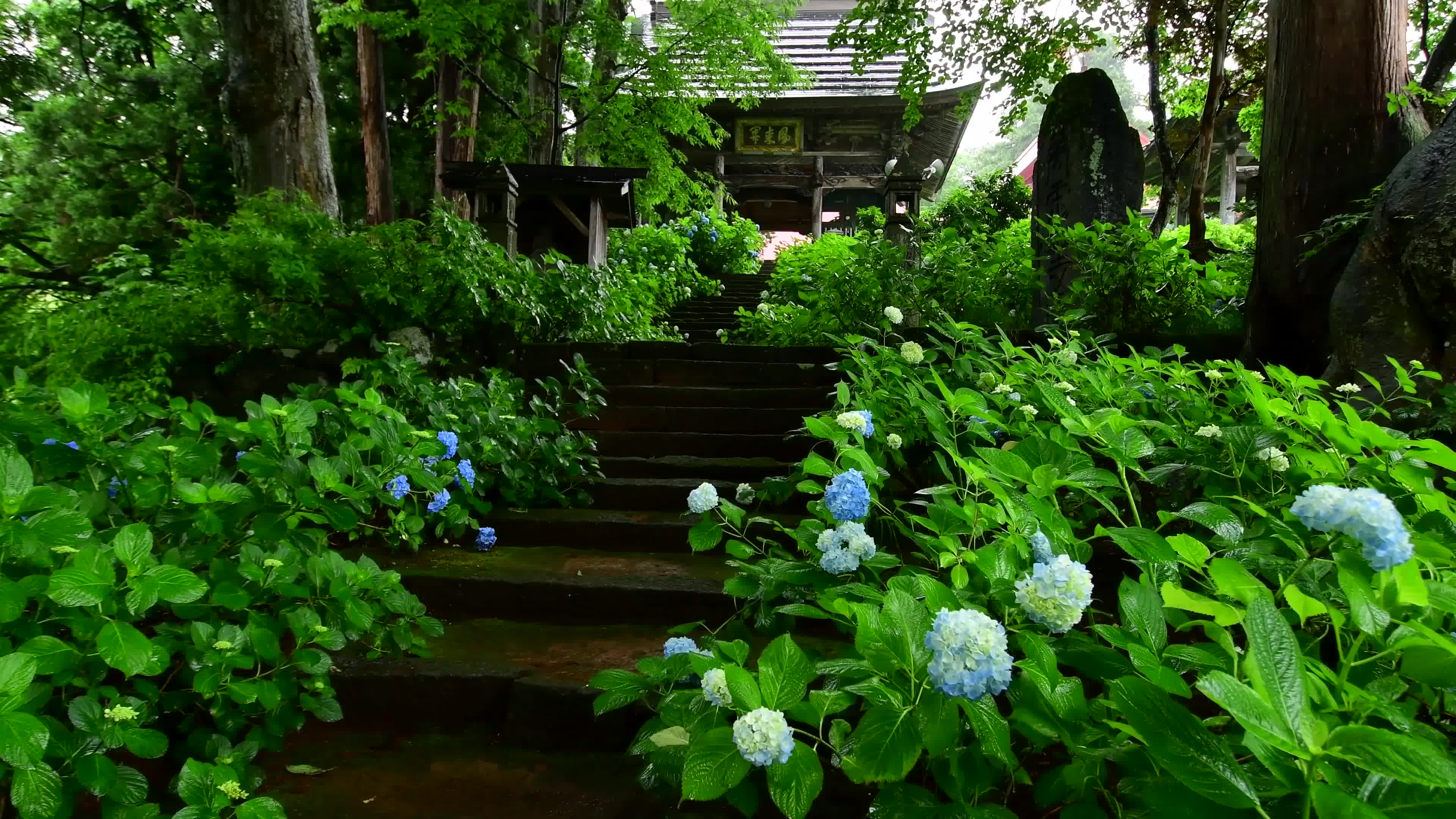 雨のアジサイ寺 高源院・4K撮影