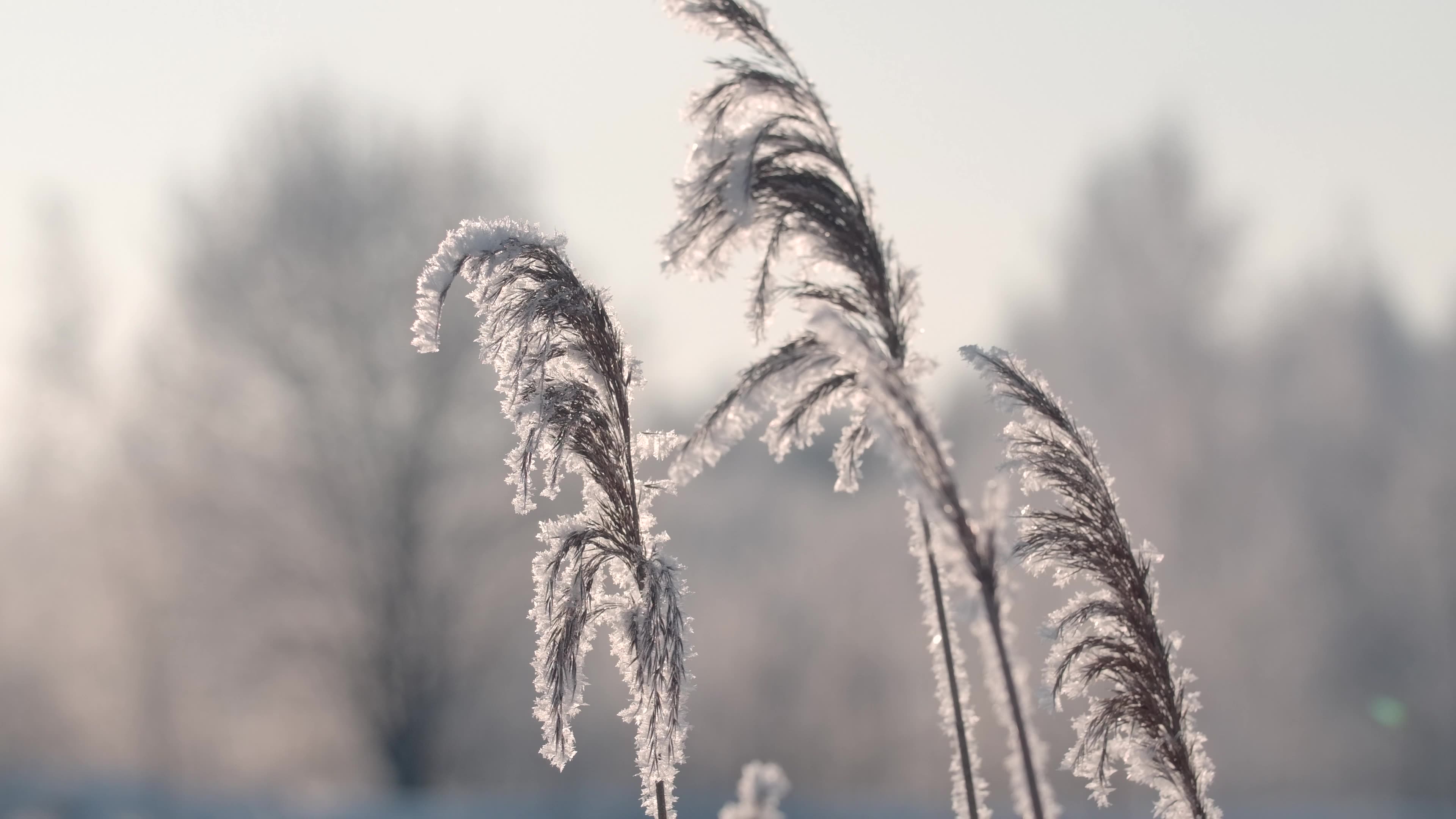 凛冬寒霜/Frost Winter