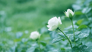 唯美的自然花花