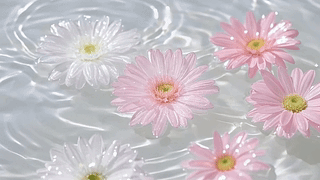 唯美的水上花