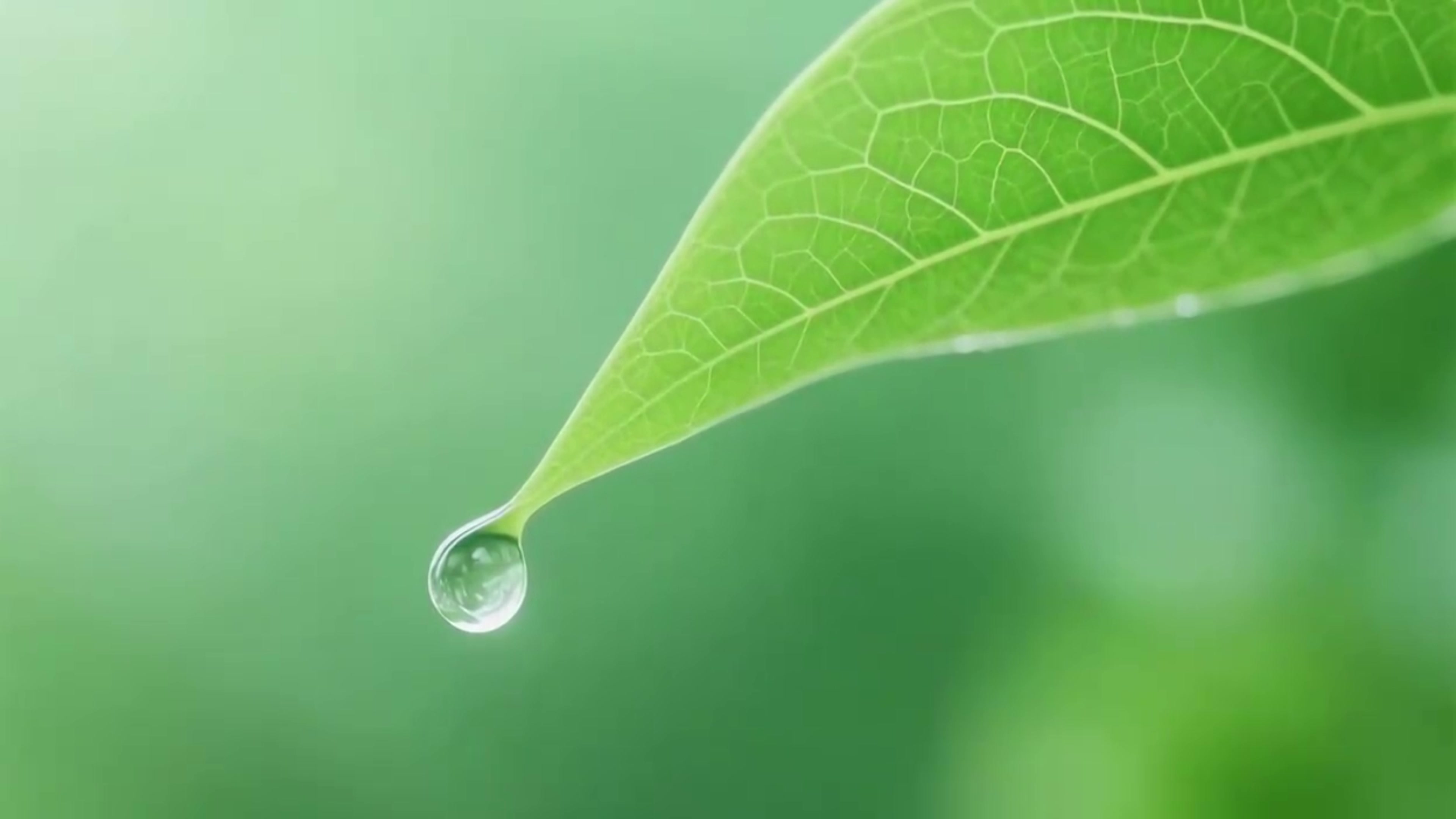 一片绿叶在滴水