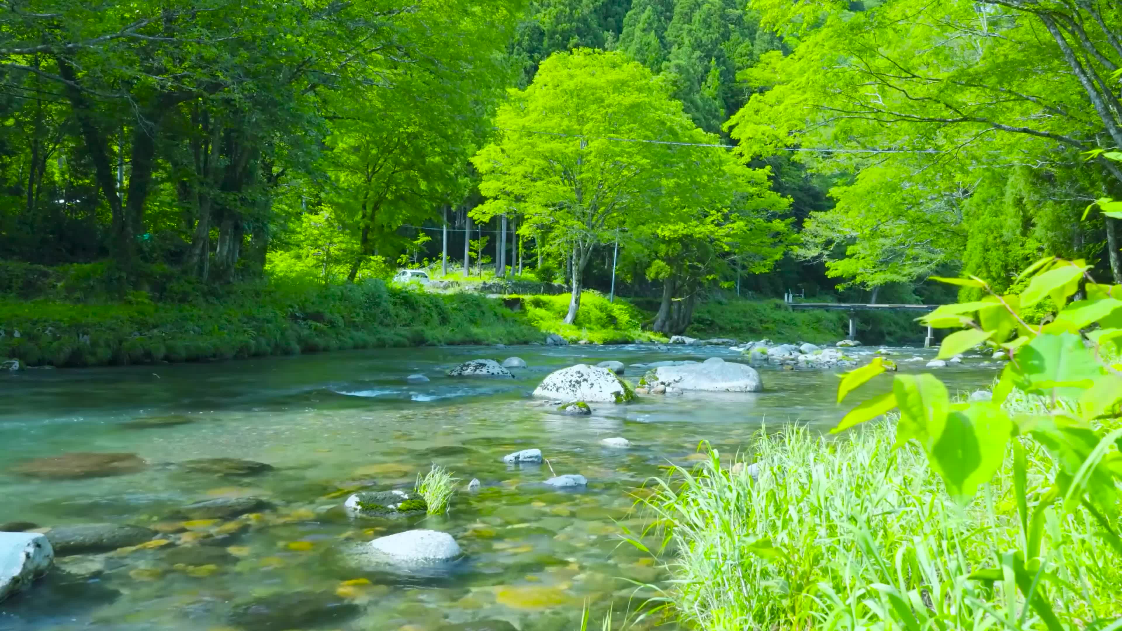 护眼绿林河流