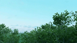 摇曳树影 动态壁纸 | 作者：用户aaadbOjxR