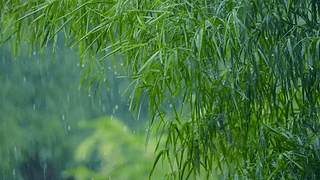 清新护眼雨中竹叶