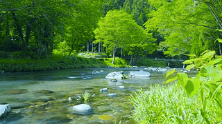 护眼绿林河流