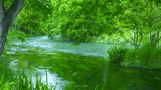 夏日养眼绿林流水