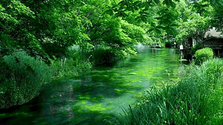 夏日幽静绿林溪流