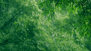 雨天护眼清新翠竹