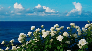 海边唯美的花花
