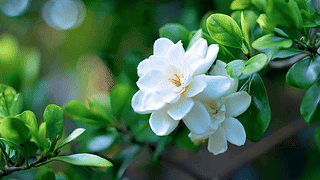 唯美的栀子花