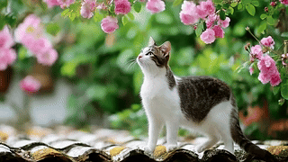 屋檐花下可爱猫咪