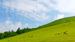 山坡小鹿