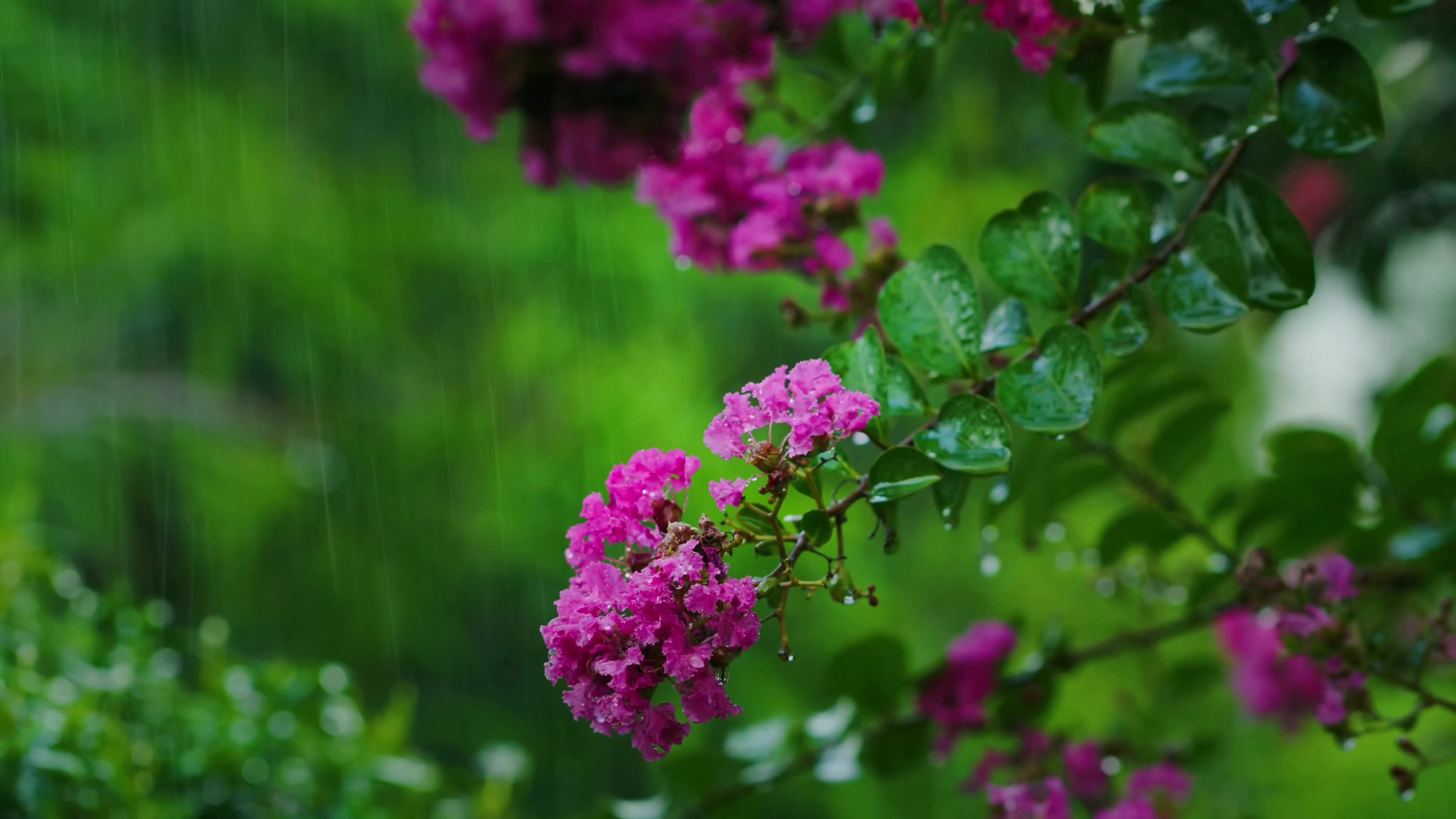 护眼雨中绿叶小花