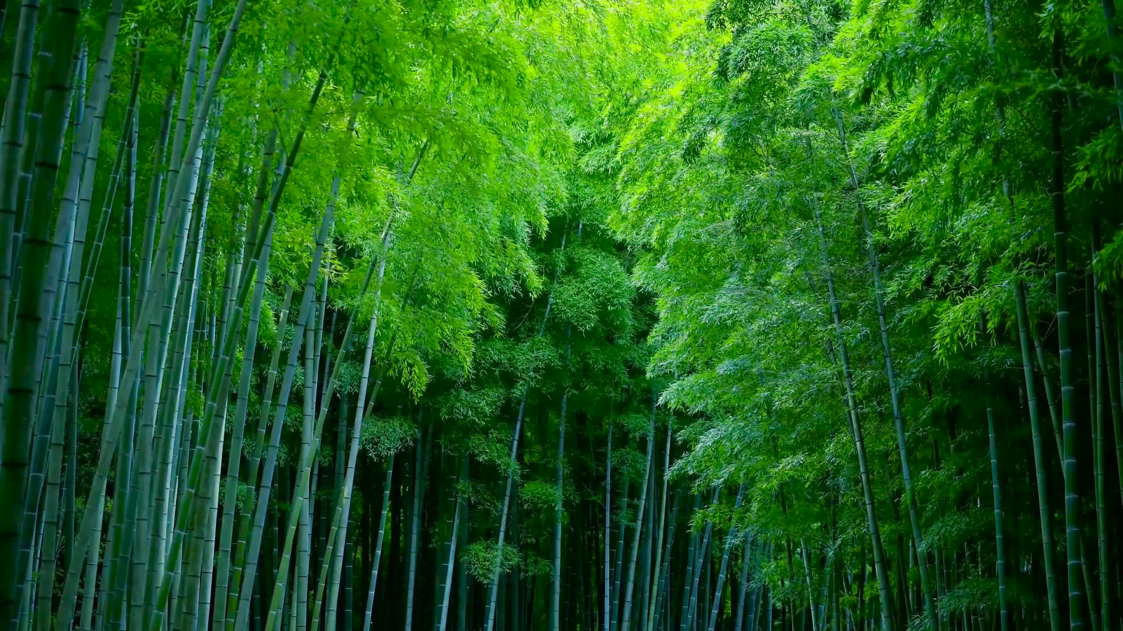 清新护眼竹林