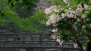 雨天花树