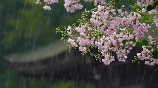 清新雨中花树