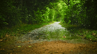 雨天清新绿林小路