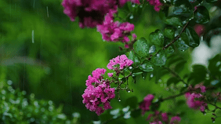护眼雨中绿叶小花