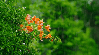 雨中护眼清新小花