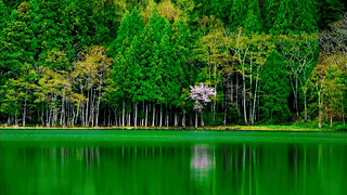 绿林湖面