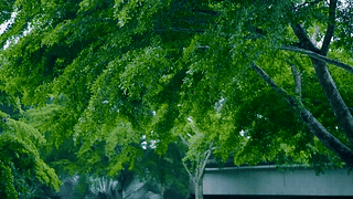 护眼清新雨天绿树