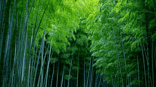 清新护眼竹林